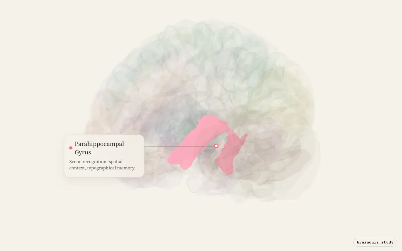 Parahippocampal Gyrus on the Brain Atlas 3D brain, seen from angle 3