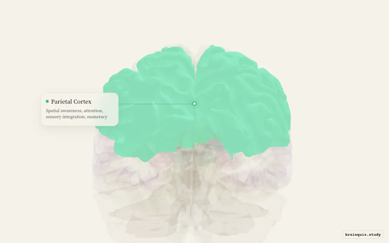 Parietal Cortex highlighted on the Brain Atlas 3D brain model