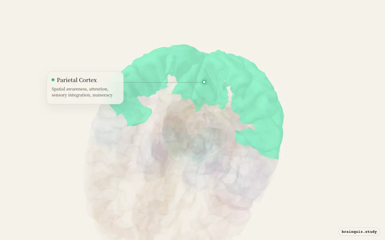 Parietal Cortex on the Brain Atlas 3D brain, seen from angle 2