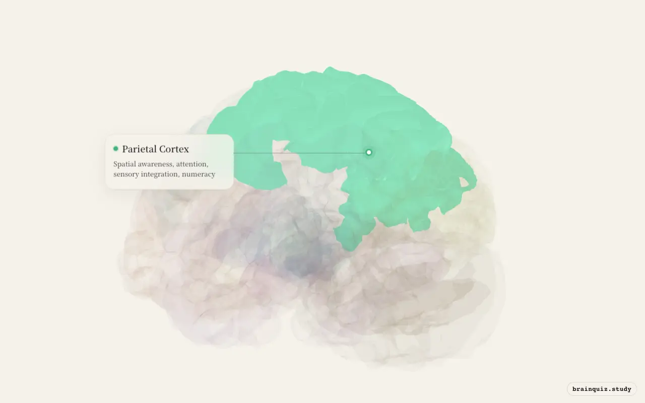 Parietal Cortex on the Brain Atlas 3D brain, seen from angle 3