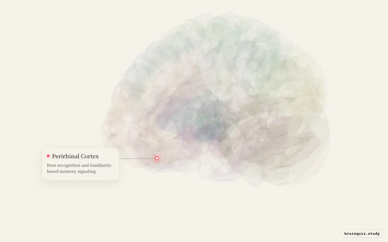 Perirhinal Cortex on the Brain Atlas 3D brain, seen from angle 3
