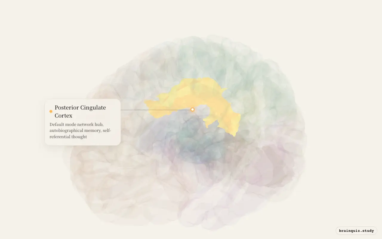 Posterior Cingulate Cortex highlighted on the Brain Atlas 3D brain model