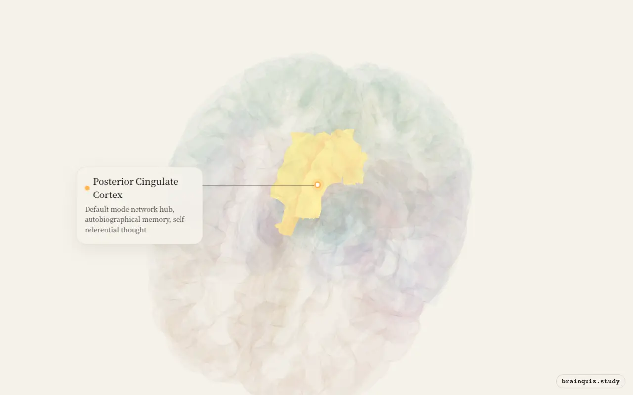 Posterior Cingulate Cortex on the Brain Atlas 3D brain, seen from angle 2