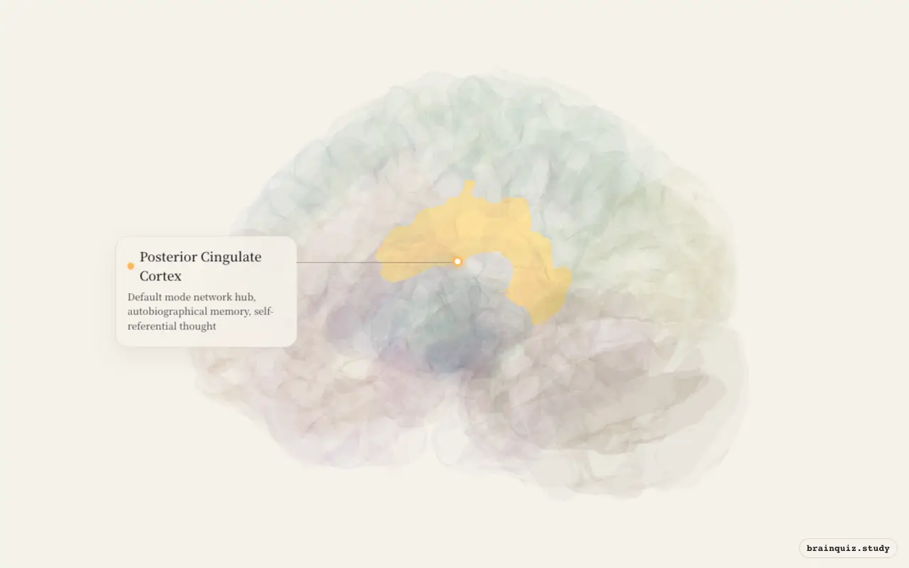 Posterior Cingulate Cortex on the Brain Atlas 3D brain, seen from angle 3