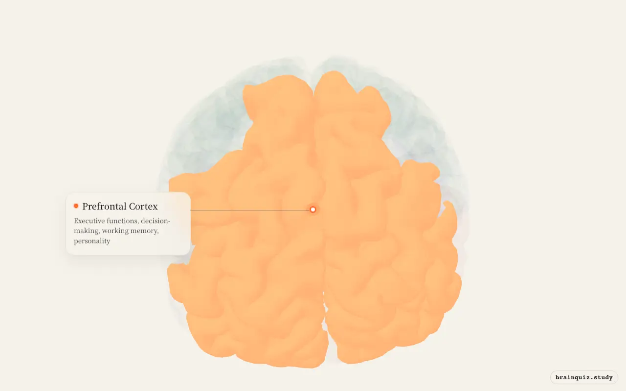 Prefrontal Cortex highlighted on the Brain Atlas 3D brain model