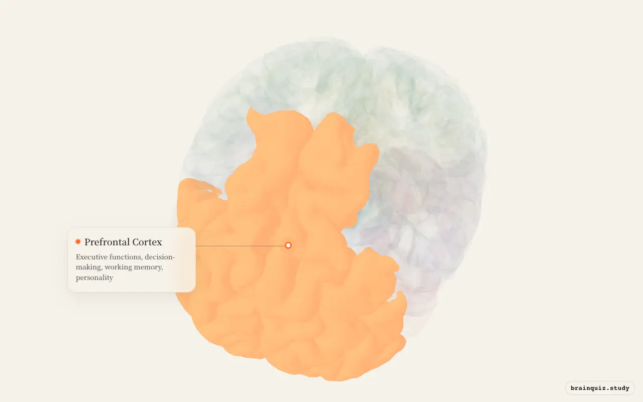Prefrontal Cortex on the Brain Atlas 3D brain, seen from angle 2