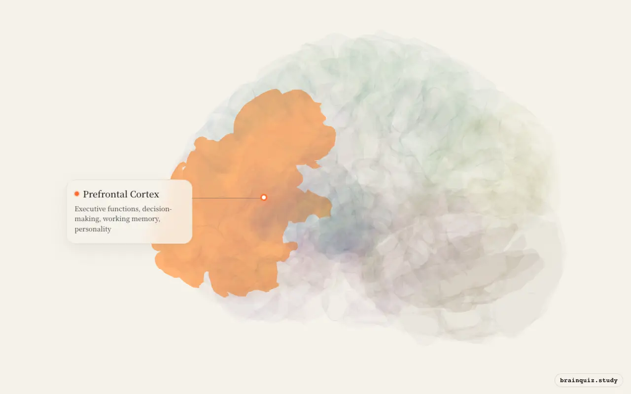 Prefrontal Cortex on the Brain Atlas 3D brain, seen from angle 3