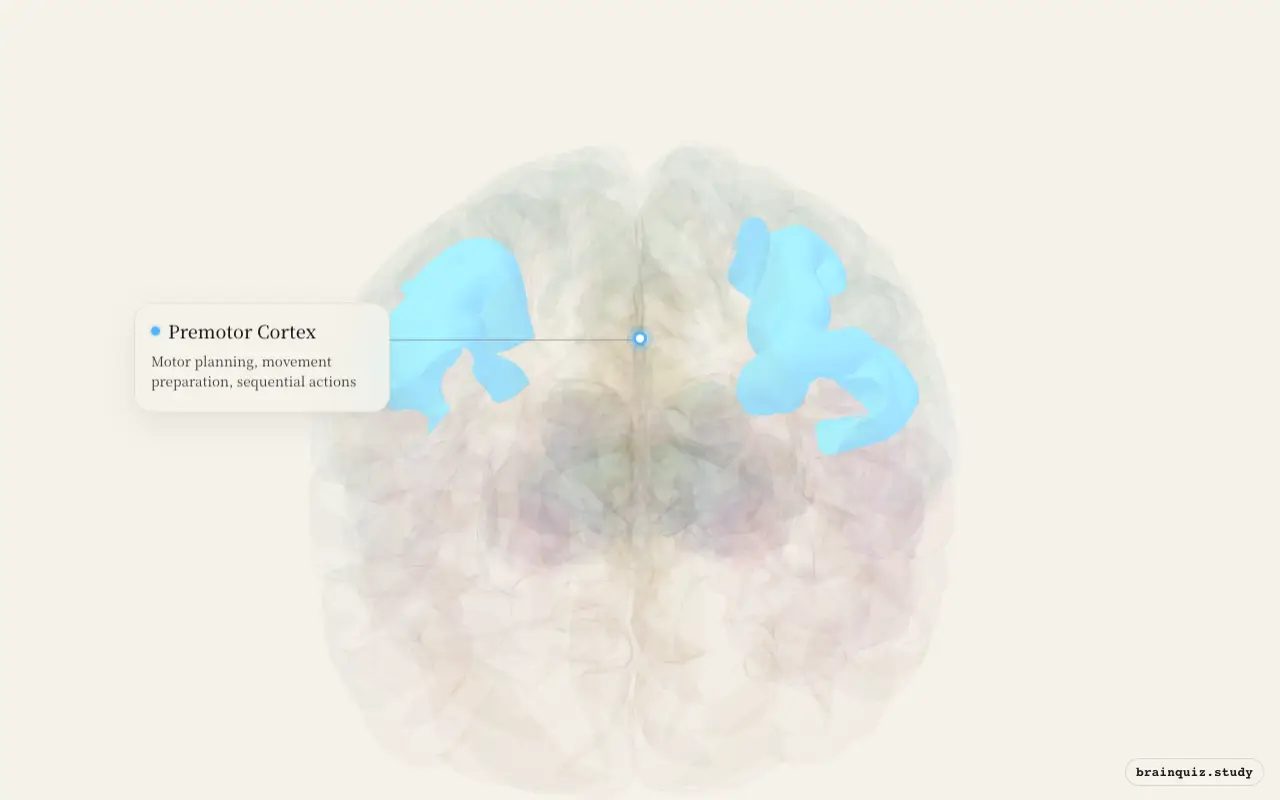 Premotor Cortex highlighted on the Brain Atlas 3D brain model