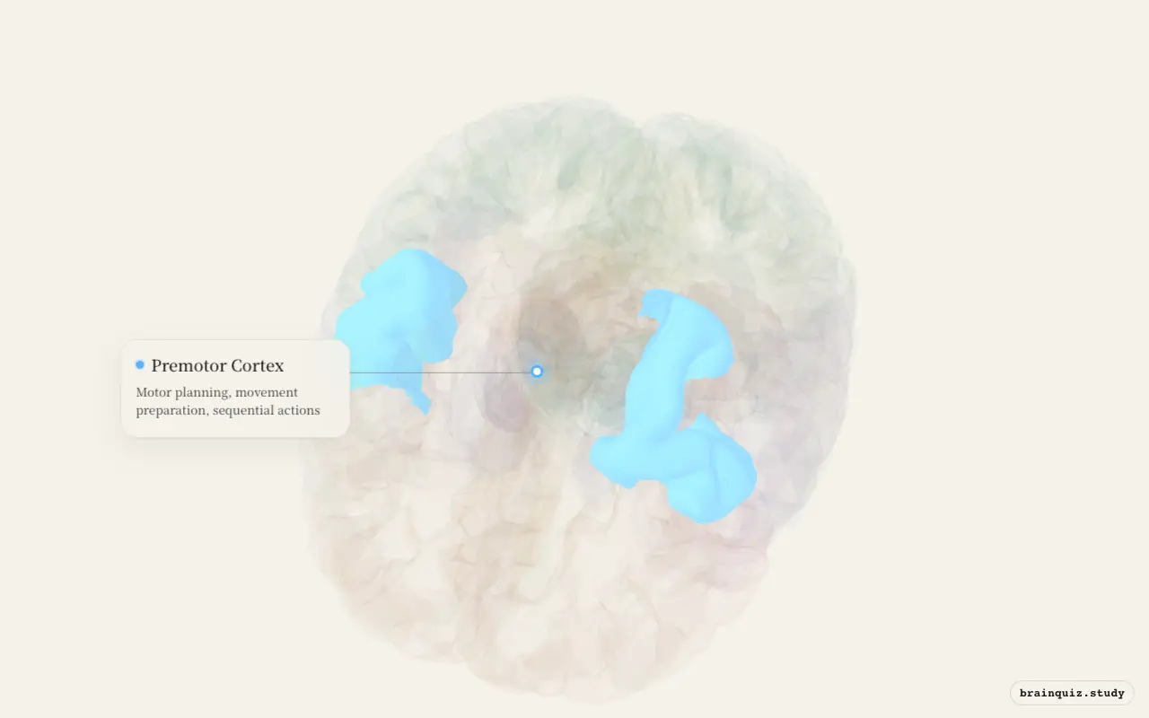 Premotor Cortex on the Brain Atlas 3D brain, seen from angle 2