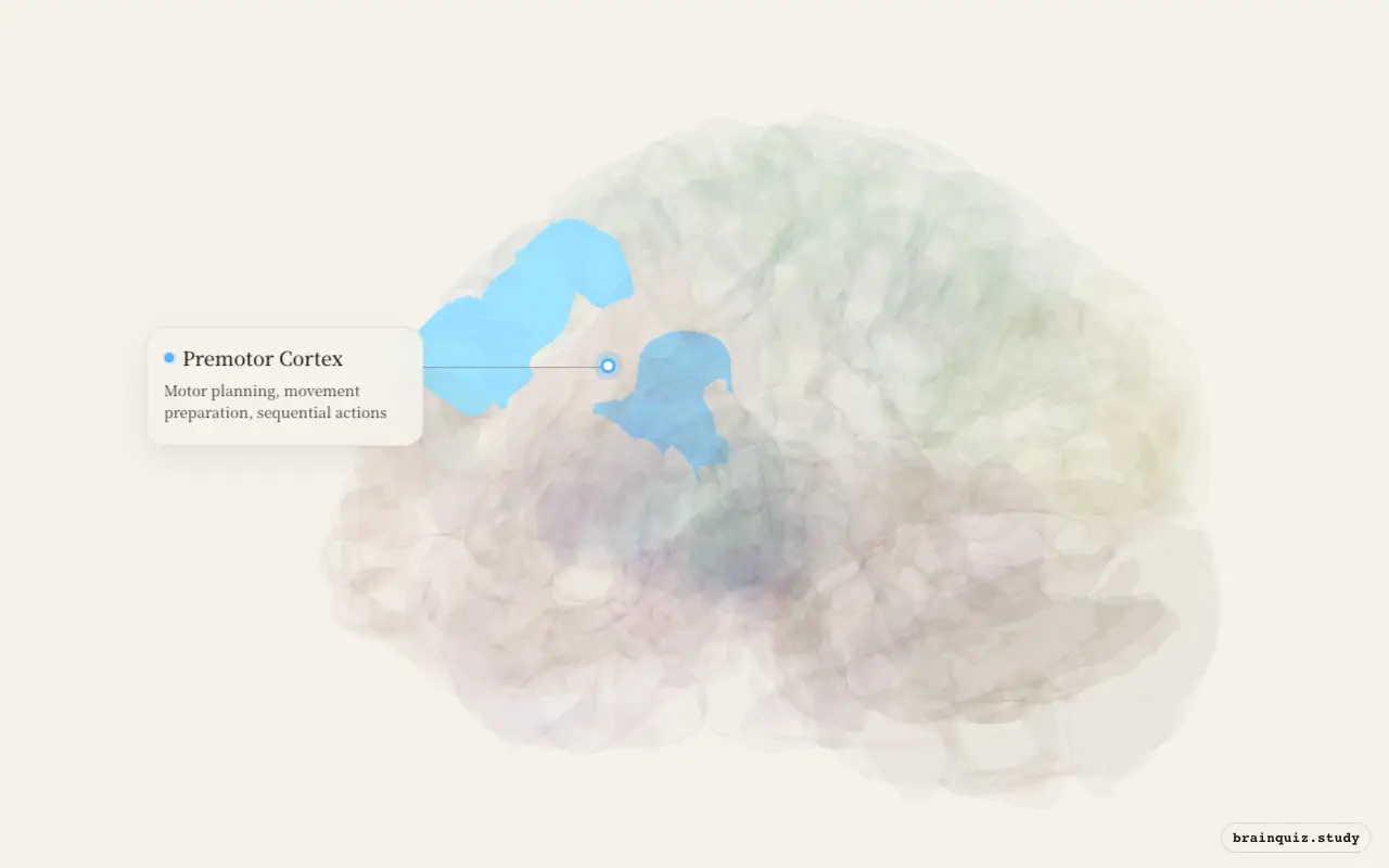 Premotor Cortex on the Brain Atlas 3D brain, seen from angle 3