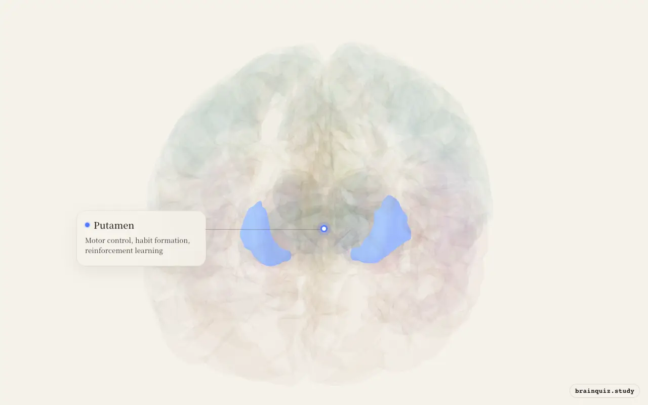 Putamen highlighted on the Brain Atlas 3D brain model