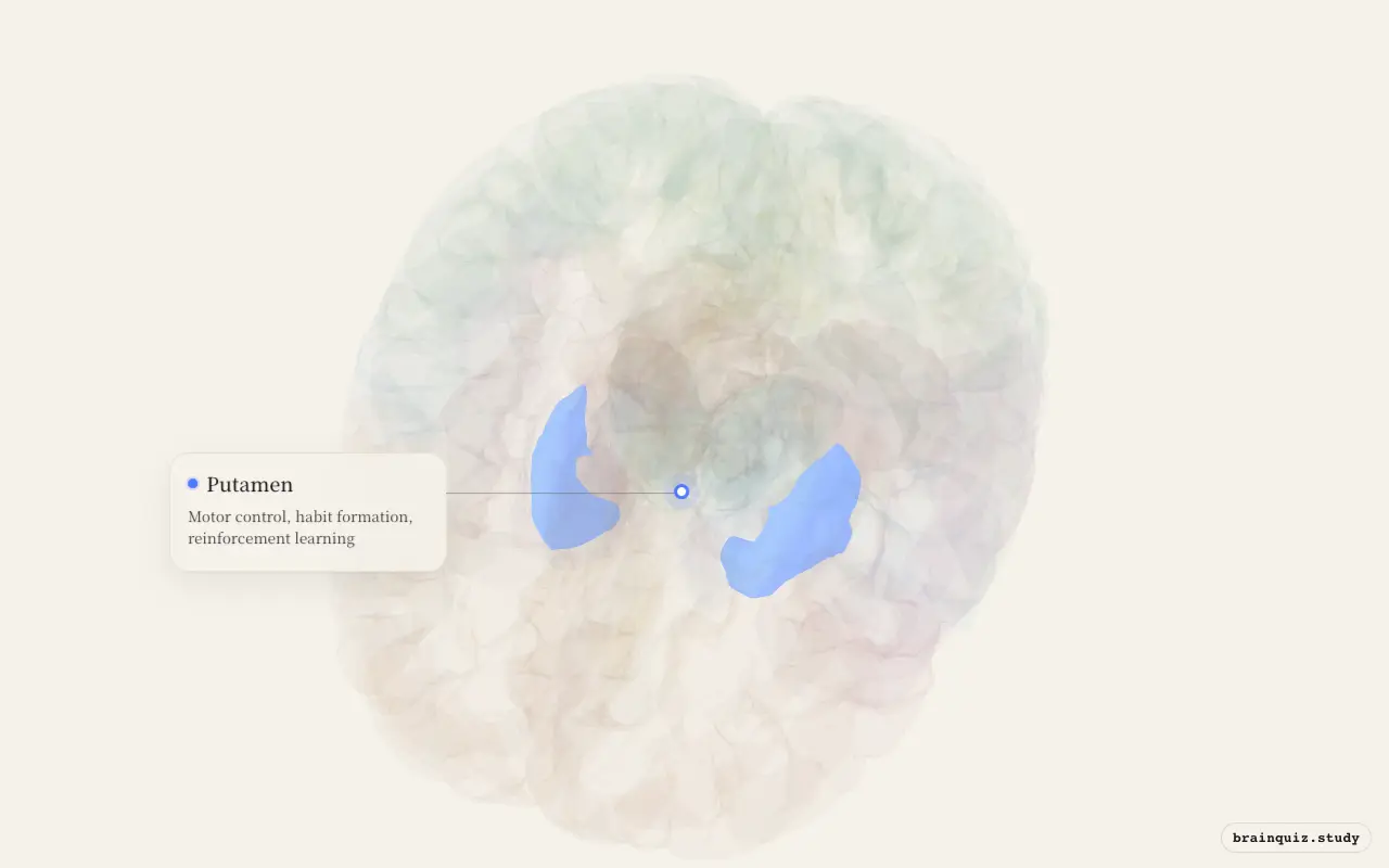 Putamen on the Brain Atlas 3D brain, seen from angle 2