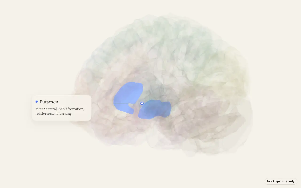 Putamen on the Brain Atlas 3D brain, seen from angle 3