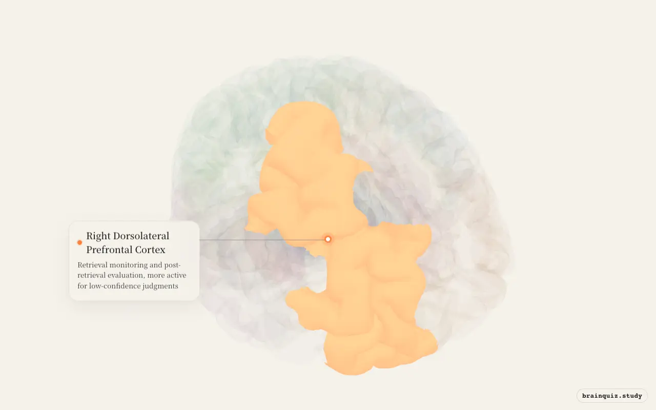 Right Dorsolateral Prefrontal Cortex highlighted on the Brain Atlas 3D brain model