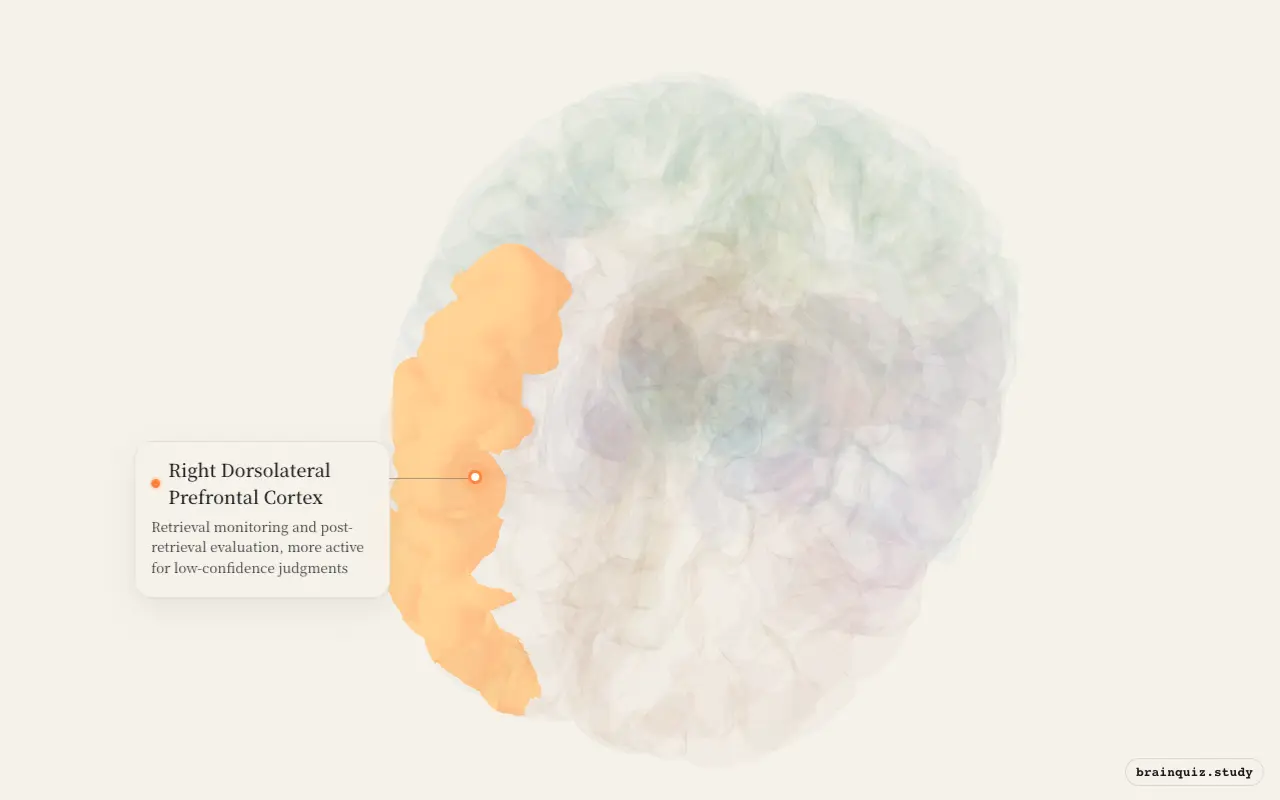 Right Dorsolateral Prefrontal Cortex on the Brain Atlas 3D brain, seen from angle 2