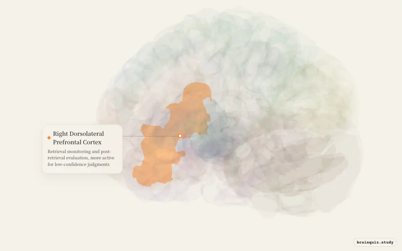 Right Dorsolateral Prefrontal Cortex on the Brain Atlas 3D brain, seen from angle 3