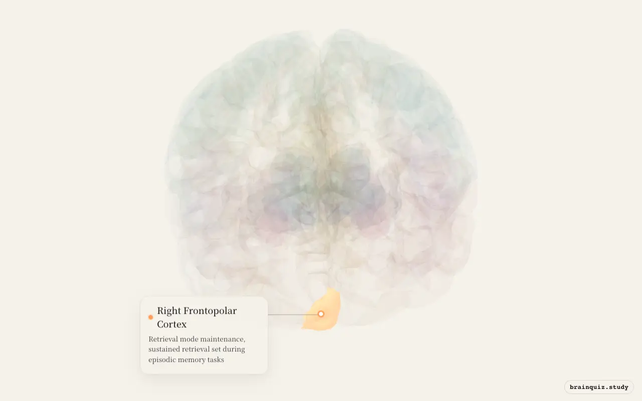 Right Frontopolar Cortex highlighted on the Brain Atlas 3D brain model