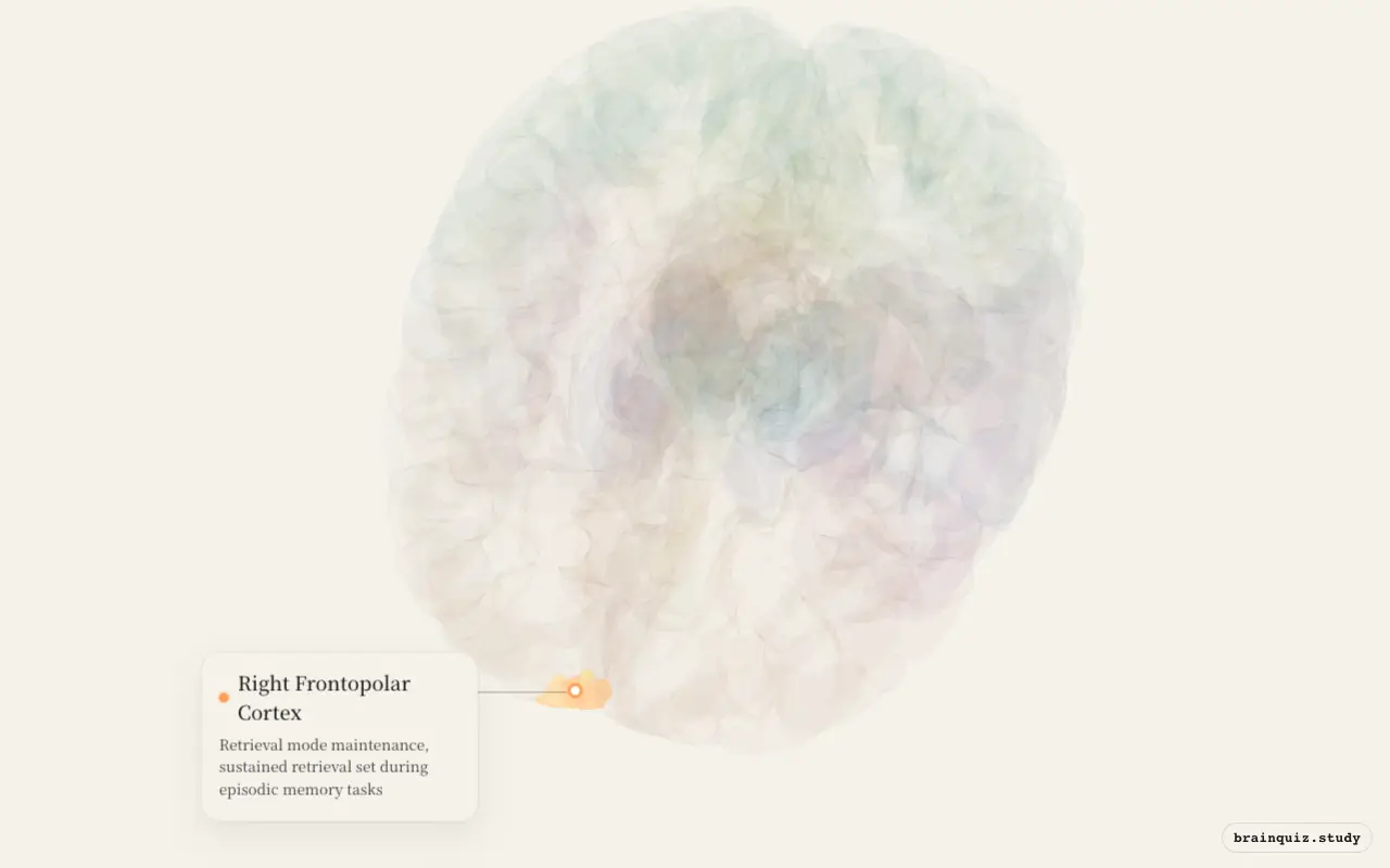 Right Frontopolar Cortex on the Brain Atlas 3D brain, seen from angle 2