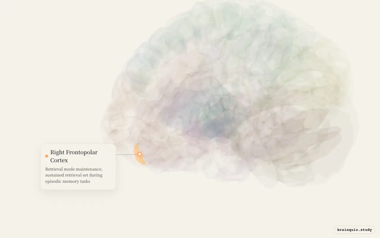 Right Frontopolar Cortex on the Brain Atlas 3D brain, seen from angle 3