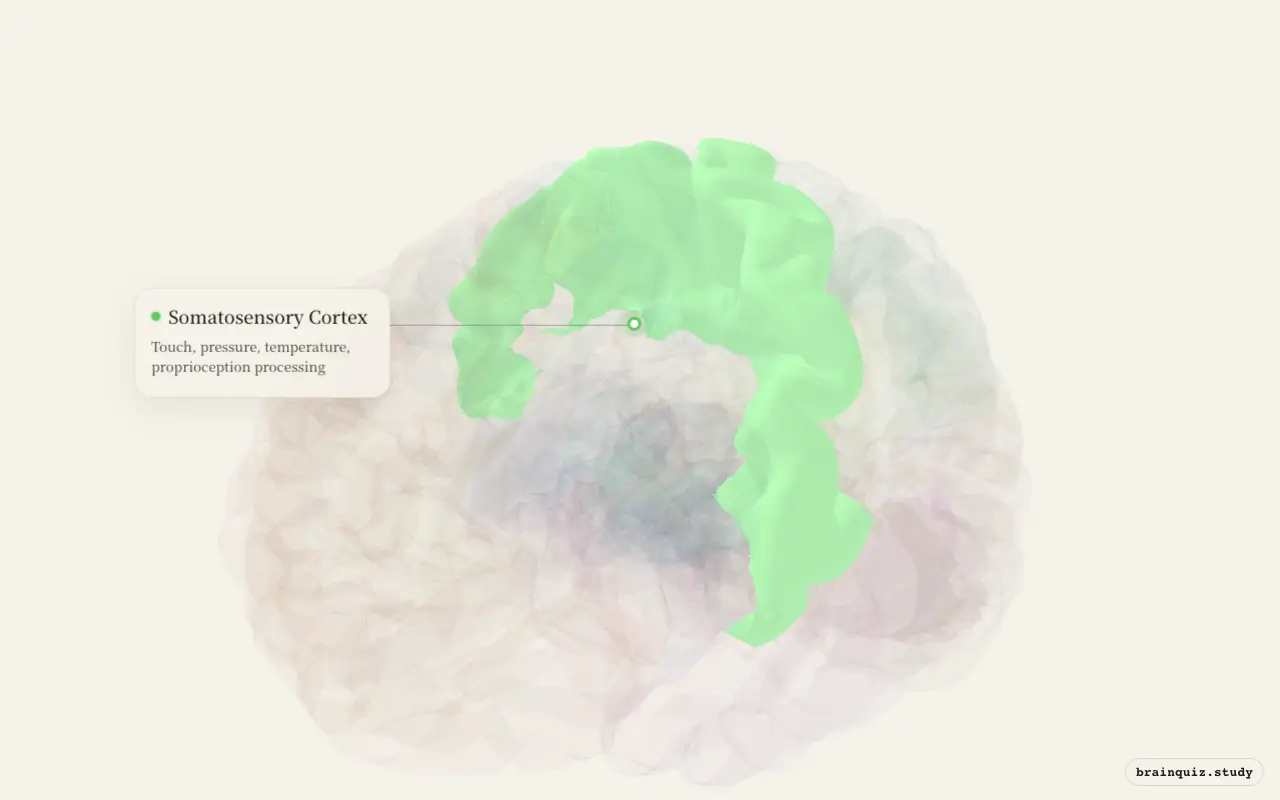 Somatosensory Cortex highlighted on the Brain Atlas 3D brain model