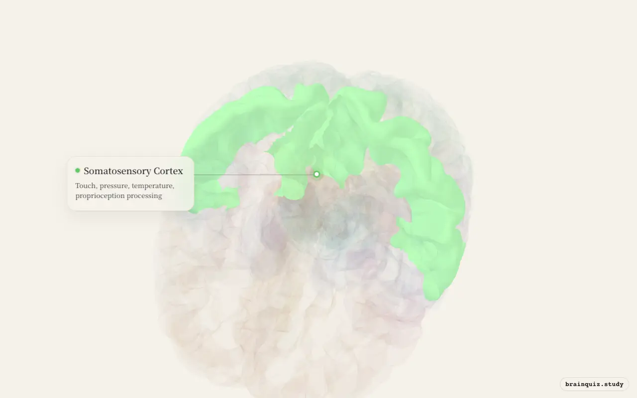 Somatosensory Cortex on the Brain Atlas 3D brain, seen from angle 2