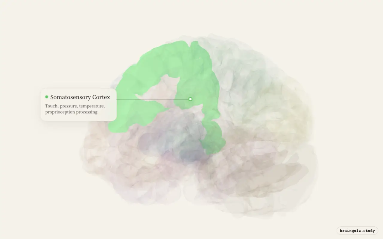Somatosensory Cortex on the Brain Atlas 3D brain, seen from angle 3