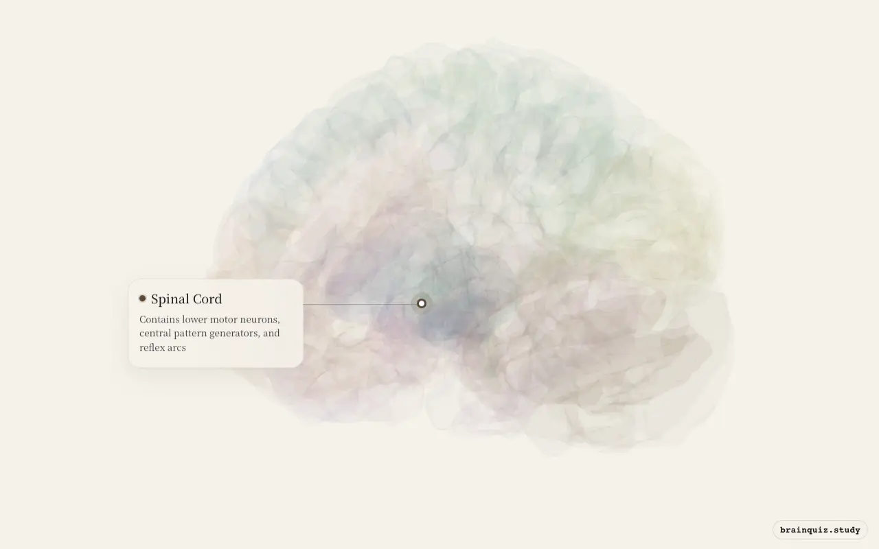 Spinal Cord on the Brain Atlas 3D brain, seen from angle 2