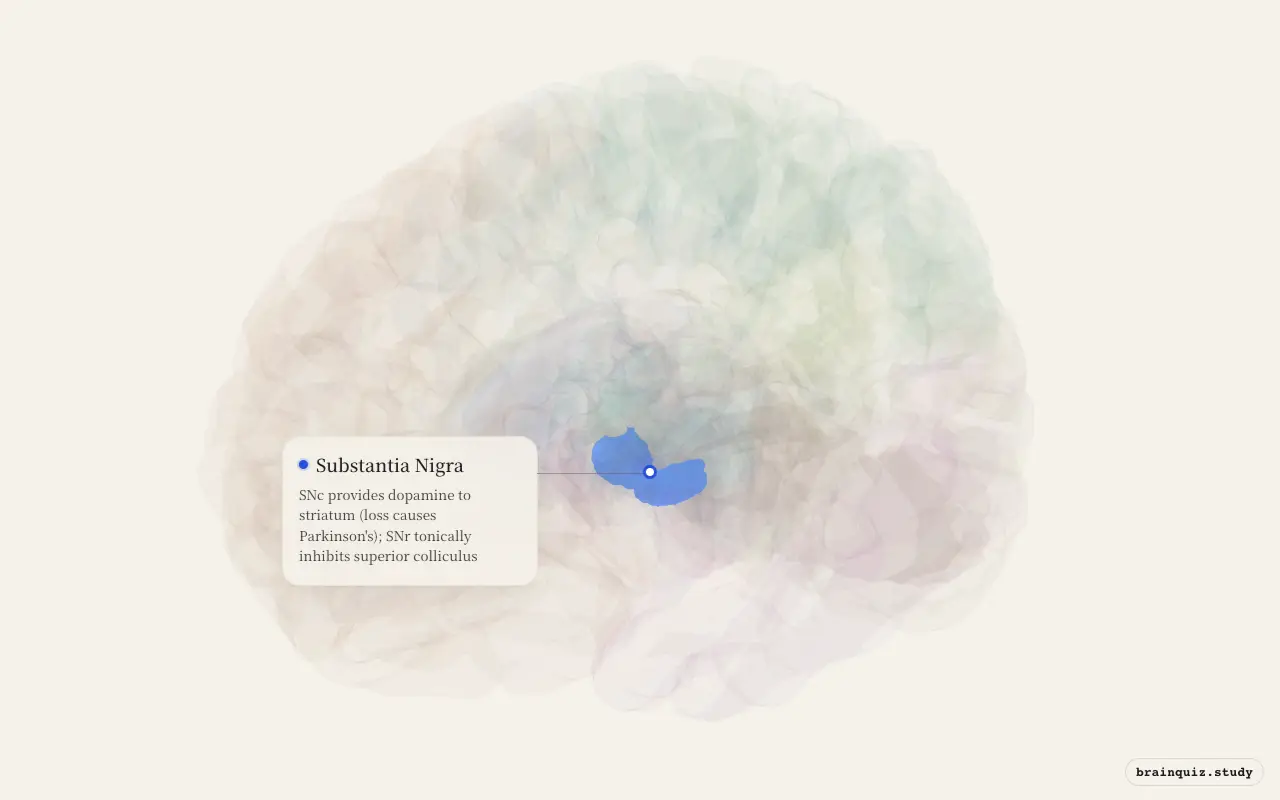 Substantia Nigra highlighted on the Brain Atlas 3D brain model