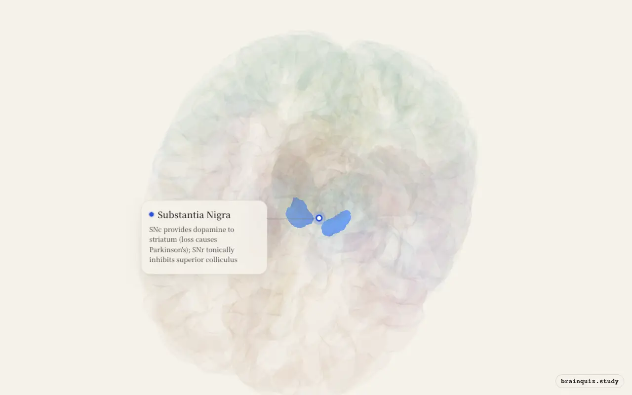 Substantia Nigra on the Brain Atlas 3D brain, seen from angle 2