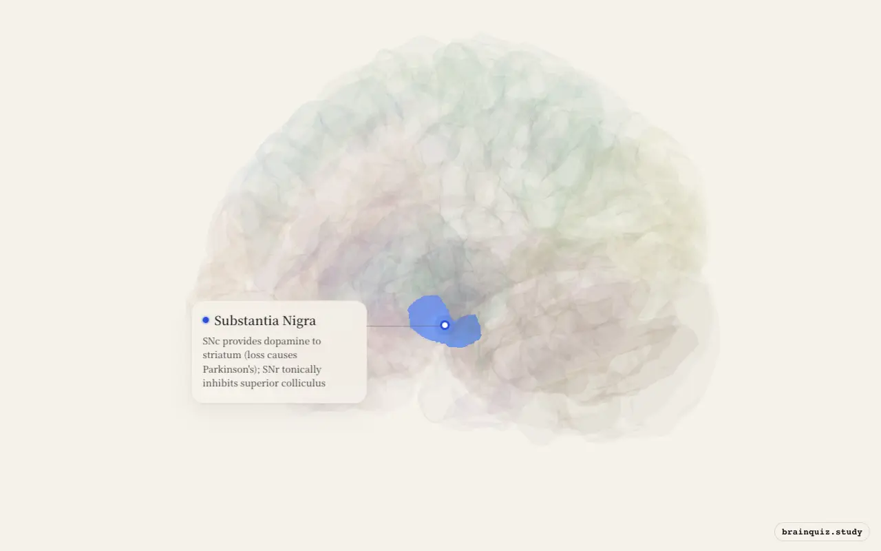 Substantia Nigra on the Brain Atlas 3D brain, seen from angle 3
