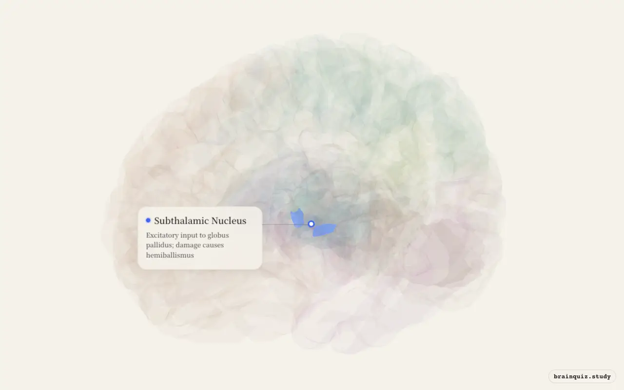 Subthalamic Nucleus highlighted on the Brain Atlas 3D brain model