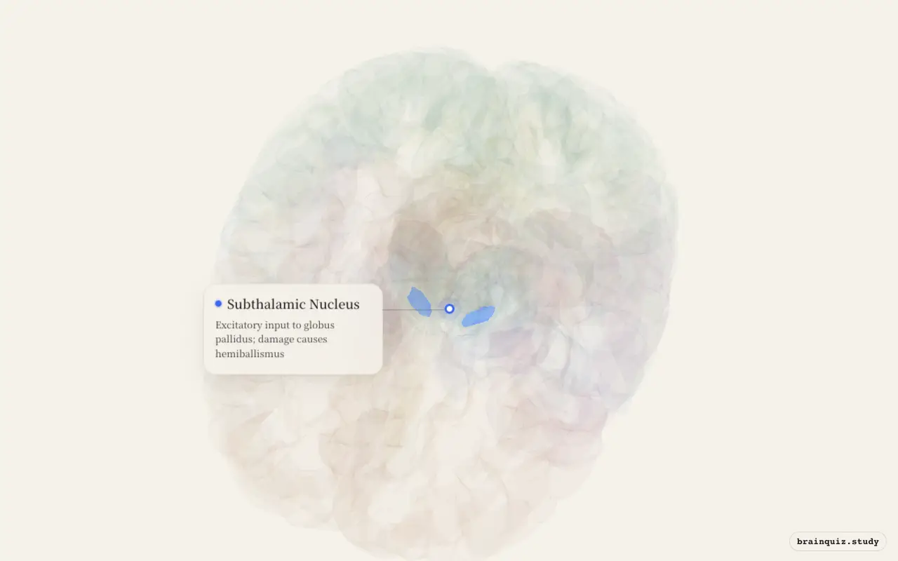 Subthalamic Nucleus on the Brain Atlas 3D brain, seen from angle 2
