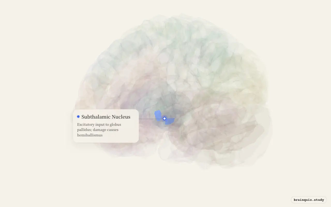 Subthalamic Nucleus on the Brain Atlas 3D brain, seen from angle 3