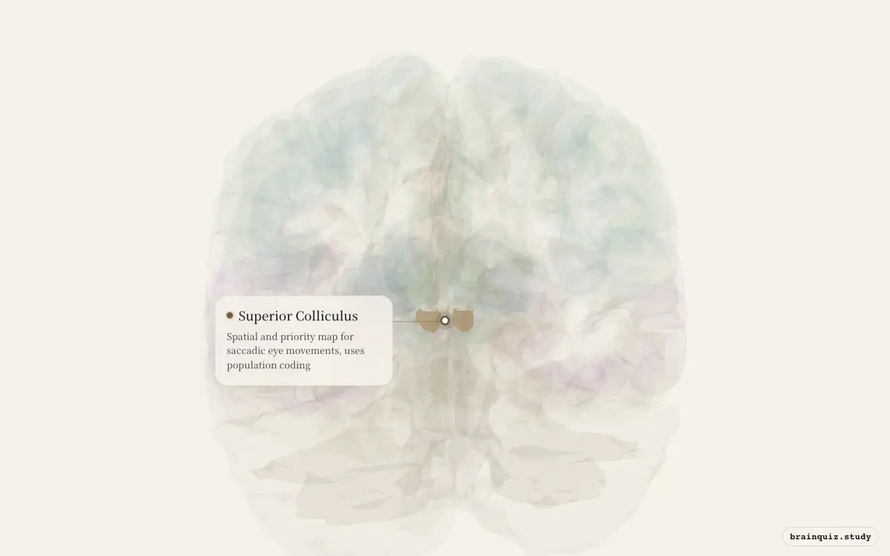 Superior Colliculus highlighted on the Brain Atlas 3D brain model
