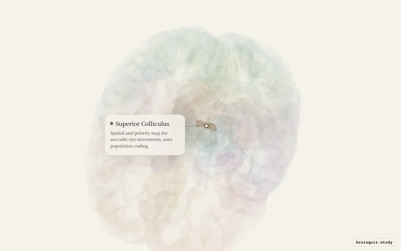 Superior Colliculus on the Brain Atlas 3D brain, seen from angle 2