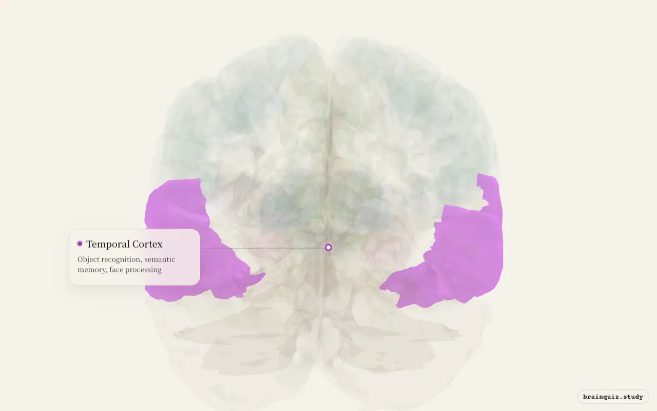 Temporal Cortex highlighted on the Brain Atlas 3D brain model