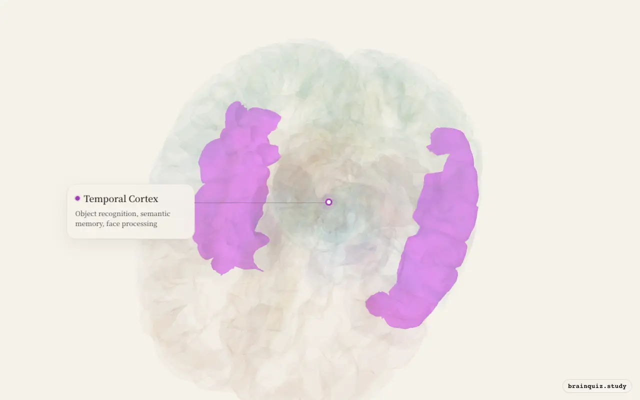 Temporal Cortex on the Brain Atlas 3D brain, seen from angle 2