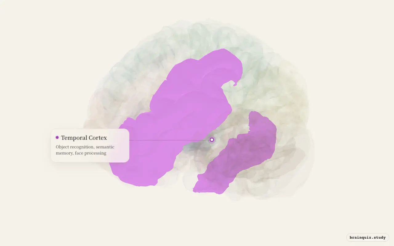 Temporal Cortex on the Brain Atlas 3D brain, seen from angle 3