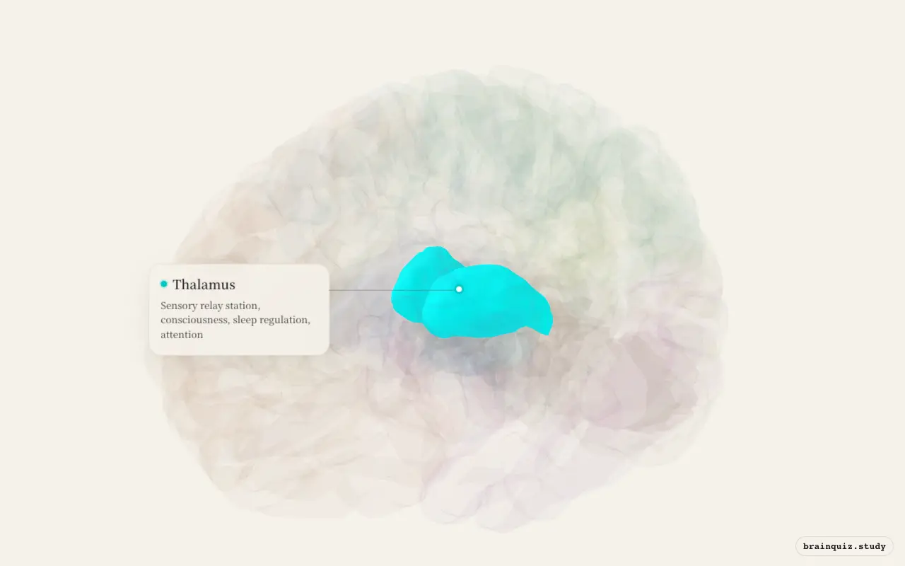 Thalamus highlighted on the Brain Atlas 3D brain model