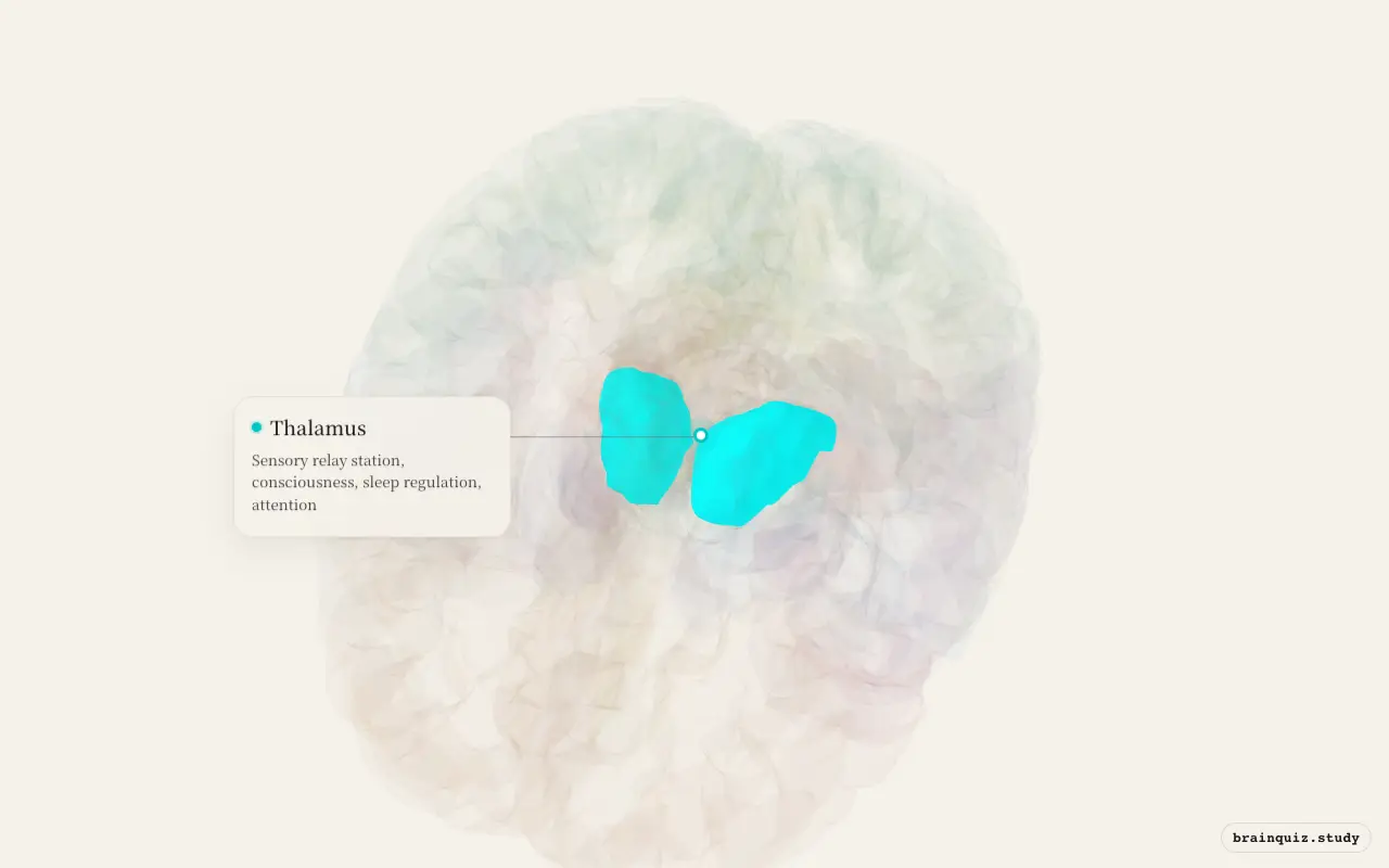 Thalamus on the Brain Atlas 3D brain, seen from angle 2