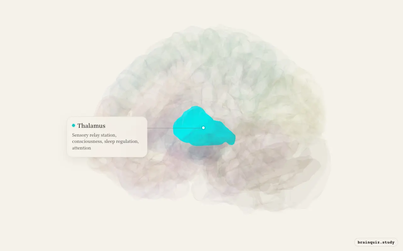 Thalamus on the Brain Atlas 3D brain, seen from angle 3