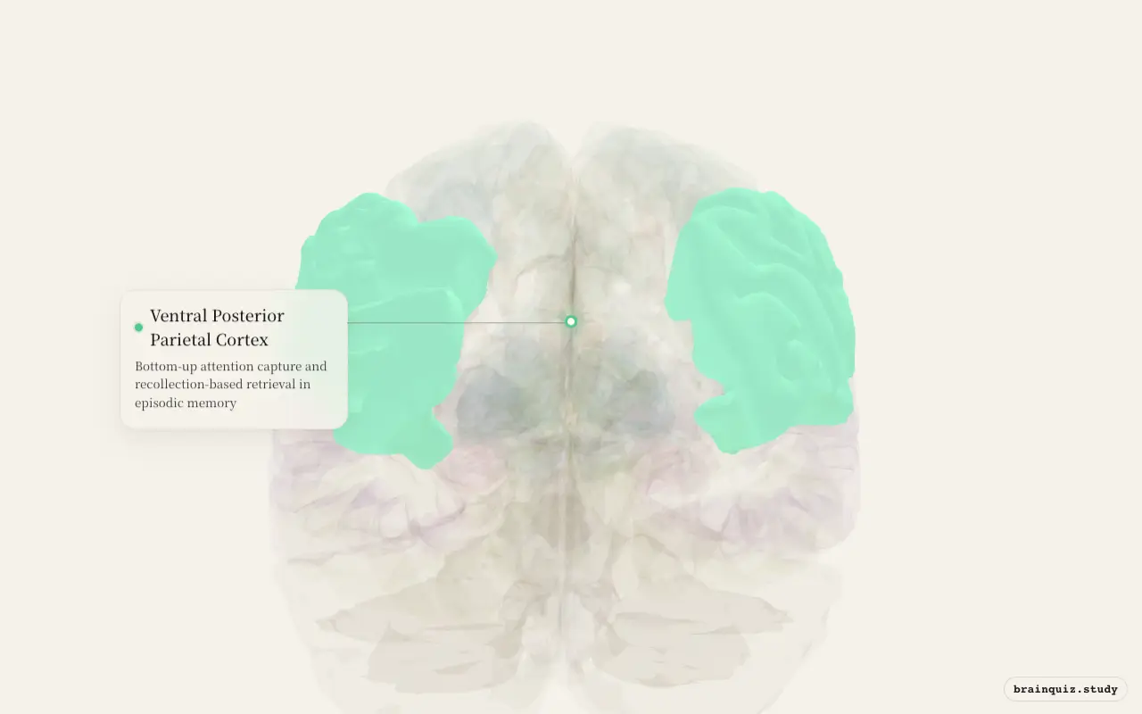 Ventral Posterior Parietal Cortex highlighted on the Brain Atlas 3D brain model