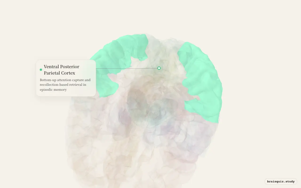 Ventral Posterior Parietal Cortex on the Brain Atlas 3D brain, seen from angle 2
