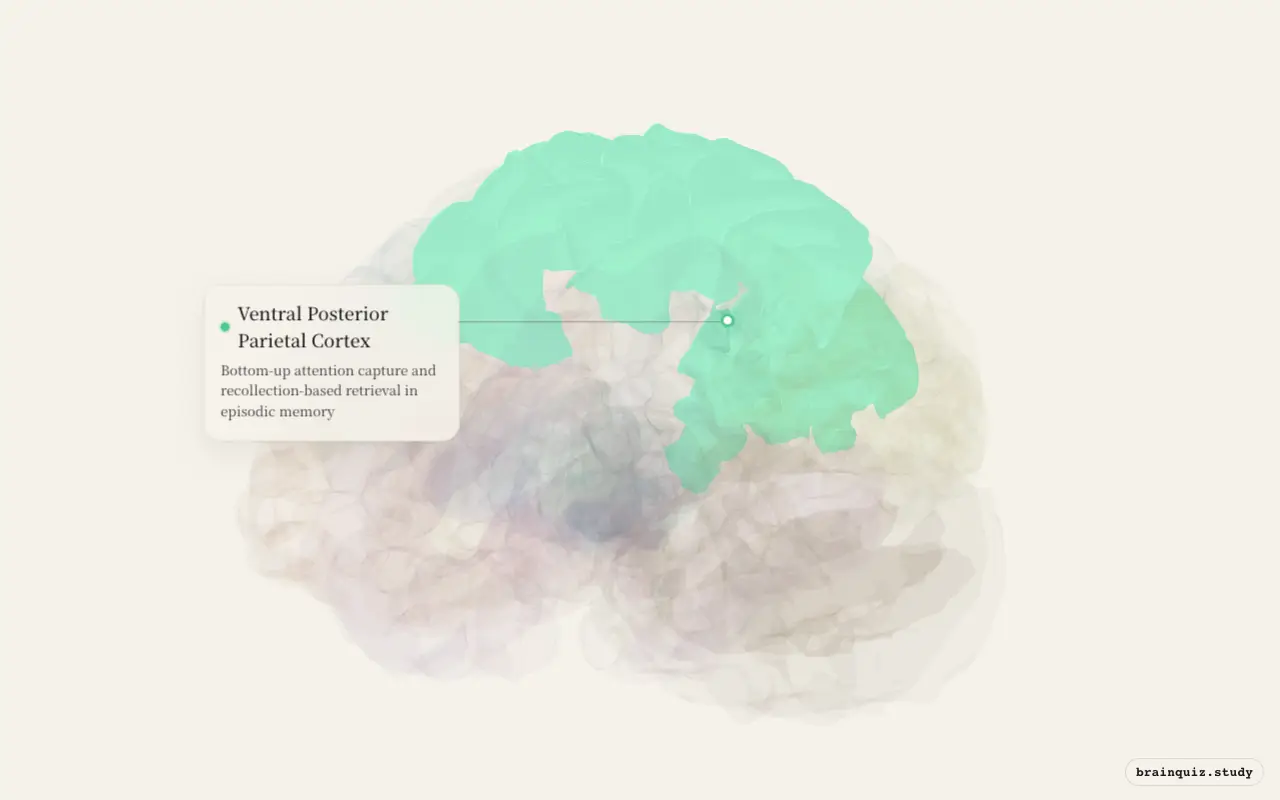 Ventral Posterior Parietal Cortex on the Brain Atlas 3D brain, seen from angle 3