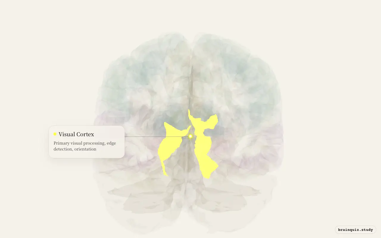 Visual Cortex highlighted on the Brain Atlas 3D brain model