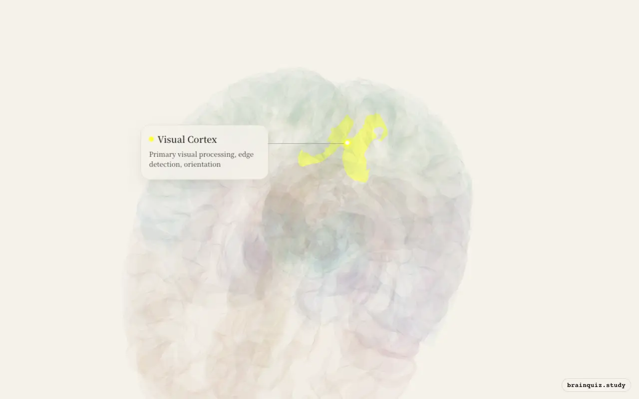 Visual Cortex on the Brain Atlas 3D brain, seen from angle 2