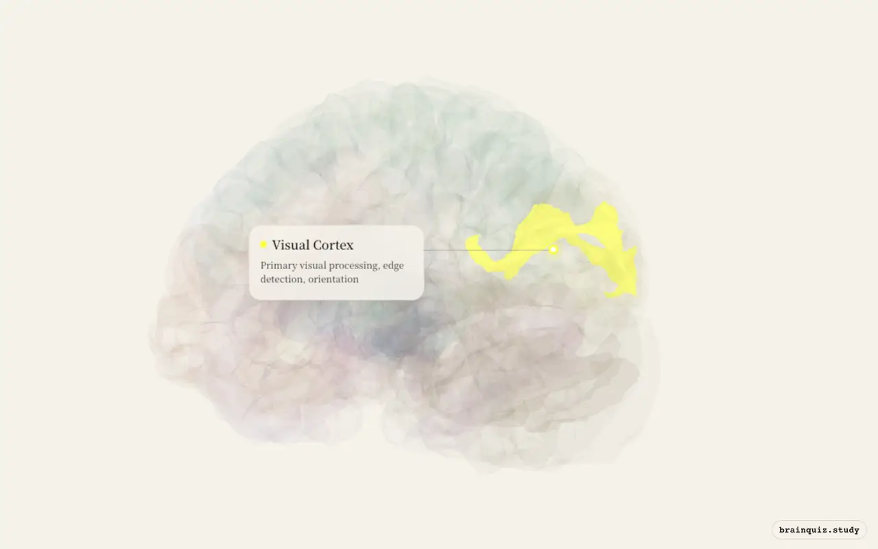 Visual Cortex on the Brain Atlas 3D brain, seen from angle 3