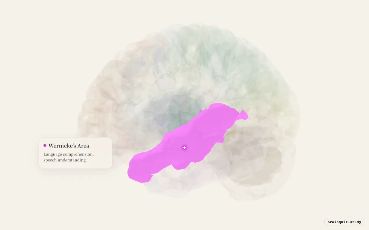 Wernicke's Area highlighted on the Brain Atlas 3D brain model