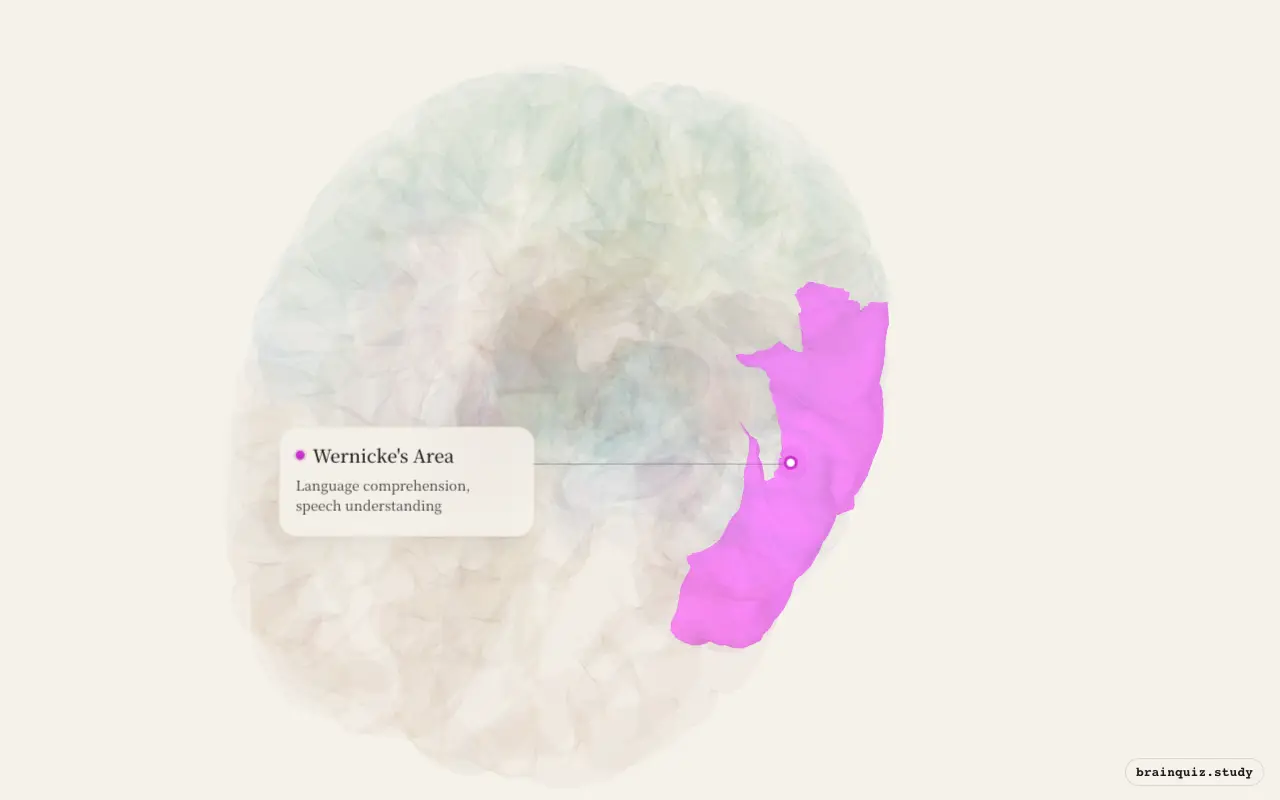 Wernicke's Area on the Brain Atlas 3D brain, seen from angle 2