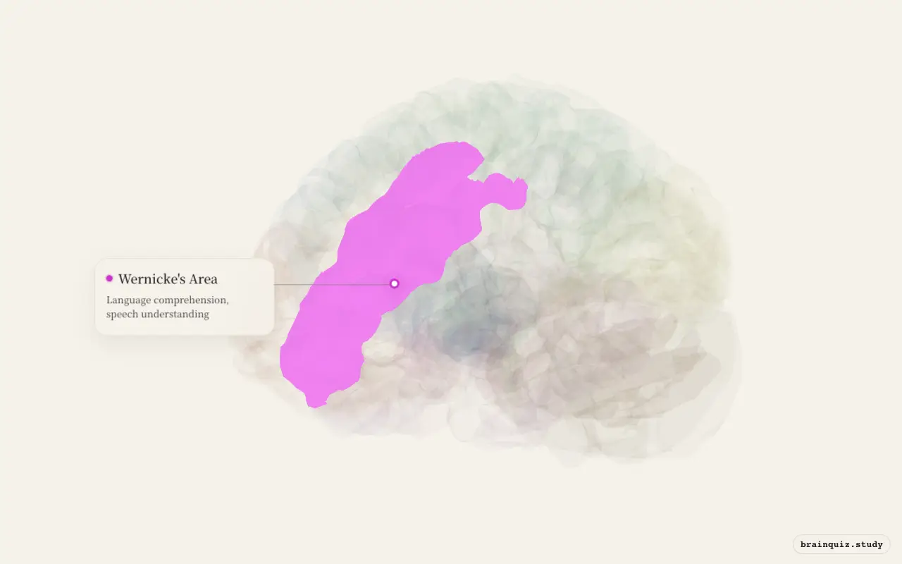 Wernicke's Area on the Brain Atlas 3D brain, seen from angle 3